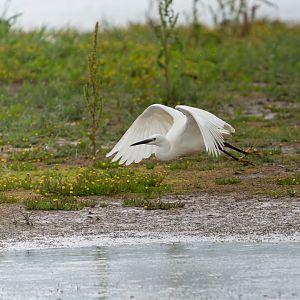 Little Egret, wild, UK