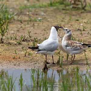 Black headed gull and youngsters, wild, UK