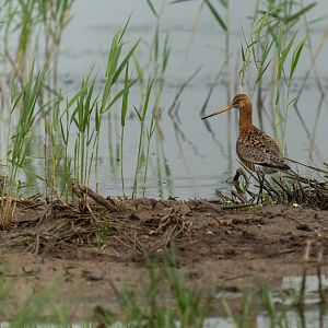 Black tailed Godwit, wild, UK