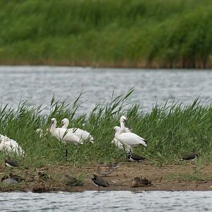 Eurasian Spoonbills, wild, UK