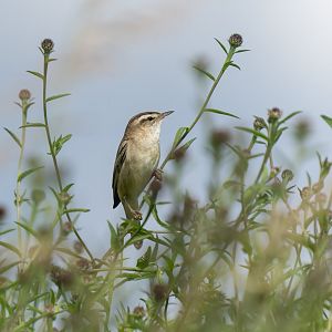 Sedge warbler, wild, UK