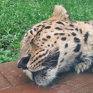 Amur Leopard Extreme Close Up