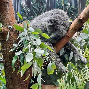 Koala Sleeping Up Close