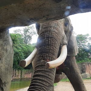 Moshi Trunk/Tusk Close Up