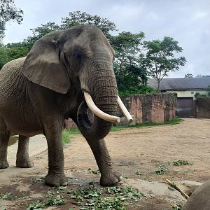 Moshi From the Feeding Window