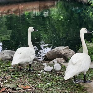 Trumpeter Swan and Hatchlings