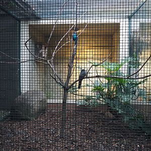 Green-backed trogon and Red-bellied fruit-dove aviary, 2024-05-22