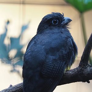 Green-backed trogon (Trogon viridis), 2024-05-22