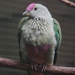 Red-bellied fruit-dove (Ptilinopus greyi),  2024-05-22