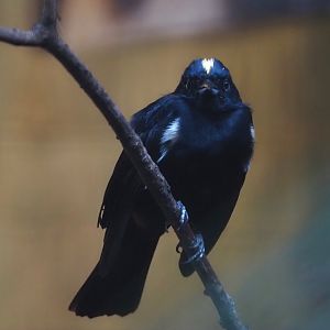 Fulvous-crested tanager (Tachyphonus surinamus), 2024-05-22