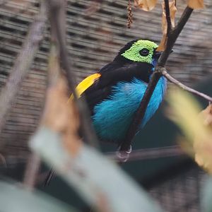 Paradise tanager (Tangara chilensis paradisea), 2024-05-22