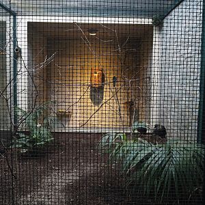 Crested quail-dove, Cuban trogon and Turquoise tanager aviary, 2024-05-22