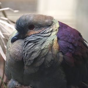 Crested quail-dove (Geotrygon versicolor), 2024-05-22