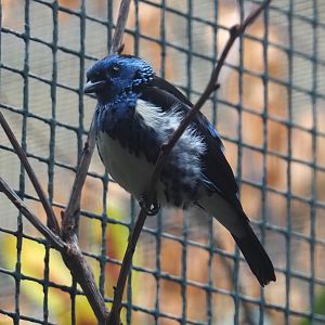 Turquoise tanager (Tangara mexicana mexicana), 2024-05-22