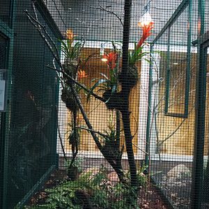 First Amazilia hummingbird aviary, 2024-05-22
