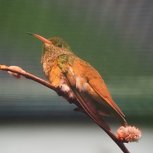 Amazilia hummingbird (Amazilis amazilia), 2024-05-22