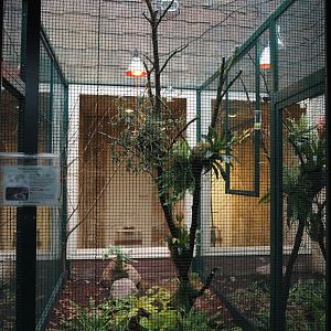 Second Amazilia hummingbird aviary, 2024-05-22