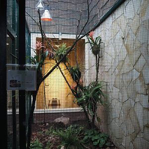 Ruby topaz hummingbird aviary, 2024-05-22