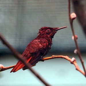 Ruby topaz hummingbird (Chrysolampis mosquitus), 2024-05-22