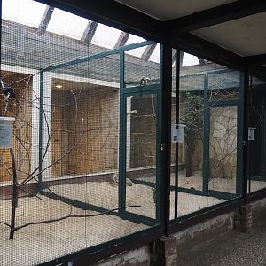 Black-necked aracari and Pale-mandibled aracari aviaries, 2024-05-22