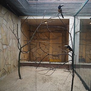 Black-necked aracari aviary, 2024-05-22