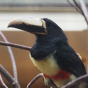 Northern black-necked aracari (Pteroglossus aracari atricollis), 2024-05-22