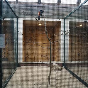 Pale-mandibled aracari aviary, 2024-05-22