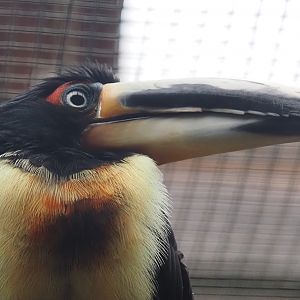 Pale-mandibled aracari (Pteroglossus erythropygius), 2024-05-22