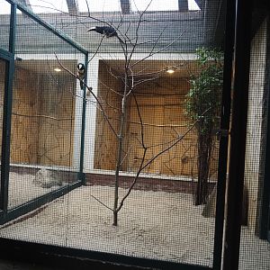 Black-necked aracari aviary, 2024-05-22