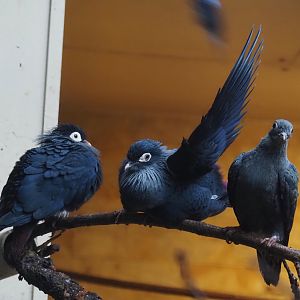 Madagascar blue pigeons (Alectroenas madagascariensis), 2024-05-22