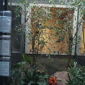 Blue ground-dove, Purple-throated fruitcrow and Multiple species of Seedeater aviary, 2024-05-22