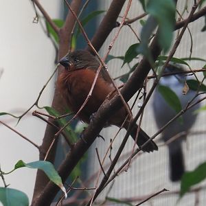 Ruddy-breasted seedeater (Sporophila minuta), 2024-05-22