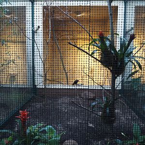 Great kiskadee and Purple-throated fruitcrow aviary, 2024-05-22