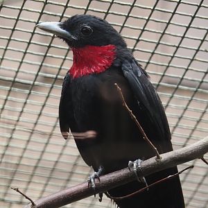 Purple-throated fruitcrow (Querula purpurata), 2024-05-22