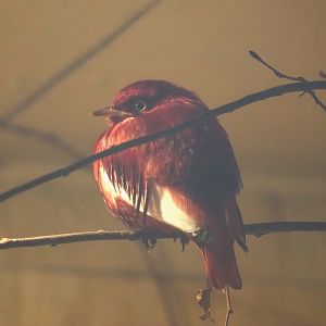 Pompadour cotinga (Xipholena punicea), 2024-05-22