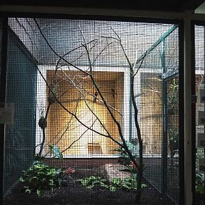 Brown-mandibled aracari aviary, 2024-05-22