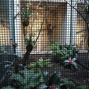 Purple-throated fruitcrow, Thick-billed Euphonia, White-bearded Manakin and Swallow tanager aviary, 2024-05-22