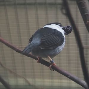 White-bearded manakin (Manacus manacus), 2024-05-22