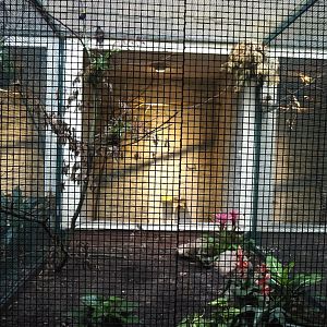 Spangled cotinga and Golden-headed Manakin aviary, 2024-05-22