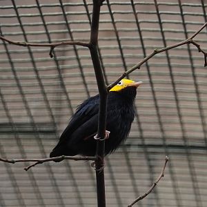 Golden-headed manakin (Ceratopipra erythrocephala), 2024-05-22
