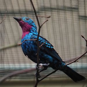 Spangled cotinga (Cotinga cayana), 2024-05-22