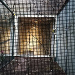 South American songbird and Socorro dove aviary, 2024-05-22