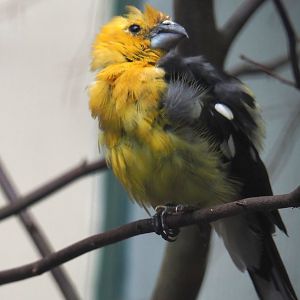 Golden-bellied grosbeak (Pheucticus chrysogaster), 2024-05-22