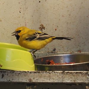 Yellow oriole (Icterus nigrogularis), 2024-05-22