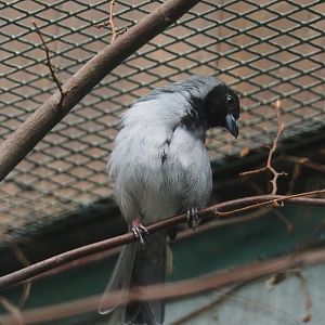 Black-faced tanager (Schistochlamys melanopis), 2024-05-22