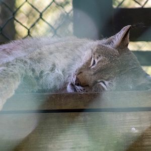 Eurasian Lynx