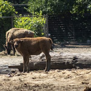 Plains Bison Calf
