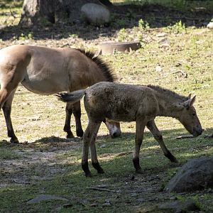 Pzewalski's Wild Horse Foal