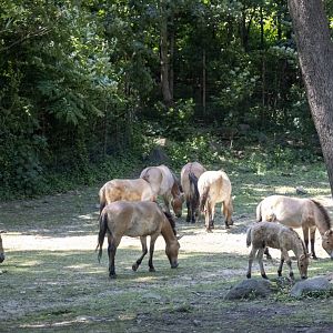 Pzewalski's WIld Horses