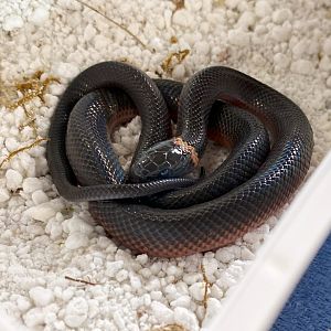 Mussurana (Boiruna maculata)